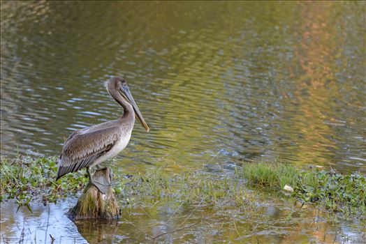 Preview of brown pelican standing on stump ss RAW6218.jpg