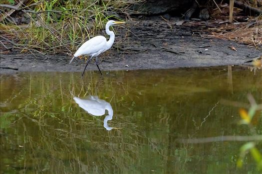 Preview of great white egret walking shoreline of lake caroline florida ss alamy 8106742.jpg