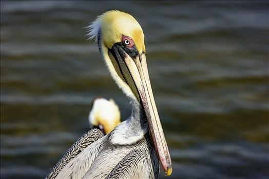 Preview of brown pelican portrait st. andrews state park 8108271.jpg