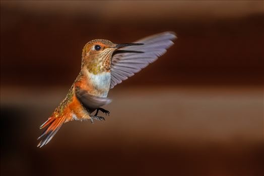 hummingbird in flight, Cloudcroft New Mexico