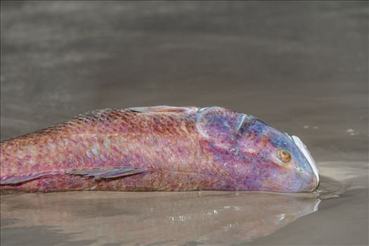 September 15 2018 Dead red fish from red tide on Panama City Beach, Florida