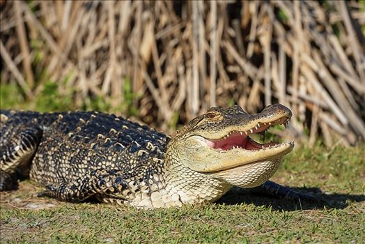 This 5 foot alligator likes to come out of gator lake and sun himself in the late afternoon.  It took lots of coaxing to get this gator to smile for the camera.