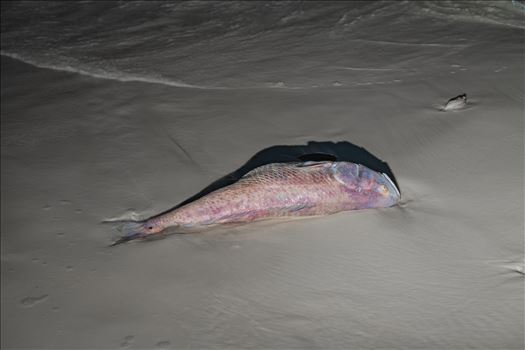 September 15 2018 Dead red fish from red tide on Panama City Beach, Florida
