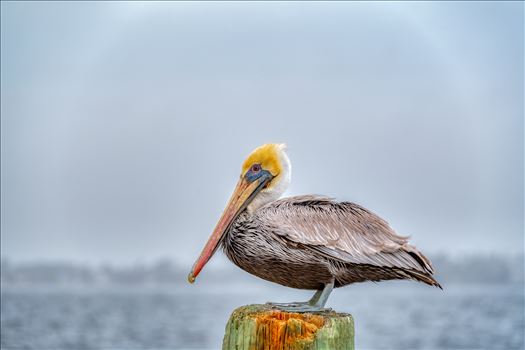 brown pelican standing on post