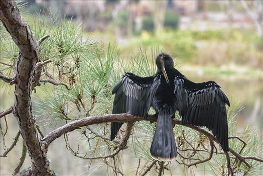 Preview of Cormorant on pine tree branch ss RAW6104.jpg