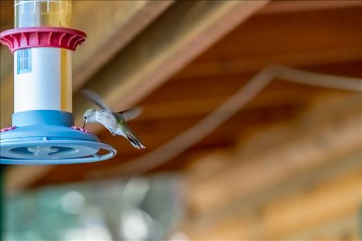 Hummingbird drinking sugar water from feeder. Cloudcroft New Mexico, Lincoln National Forest.