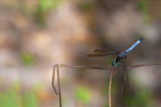 close up macro photography of green and blue dragonfly that landed on an old rusty wire fence