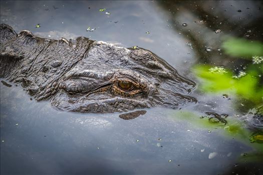 Close-up of an american alligator