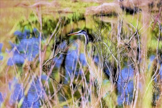 Great blue heron at St. Andrews State Park, Panama City Beach, Florida