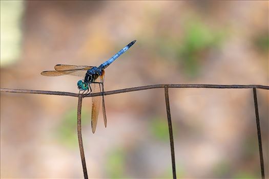 close up macro photography of green and blue dragonfly that landed on an old rusty wire fence