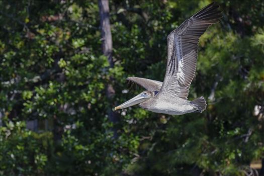 Preview of close up brown pelican flying ss 8106764.jpg