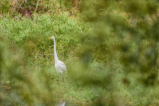 Preview of great egret standing tall ss RAW6093.jpg