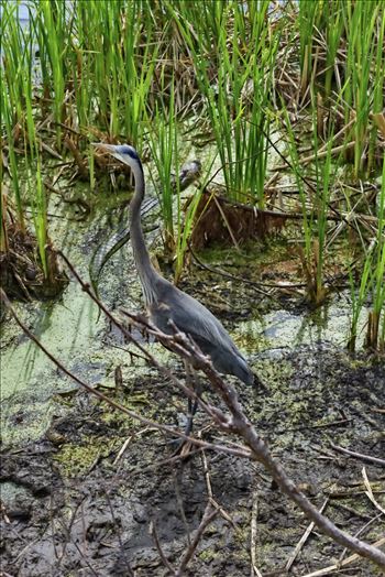 Preview of great blue heron and gator at gator lake st. andrews state park 8108376.jpg