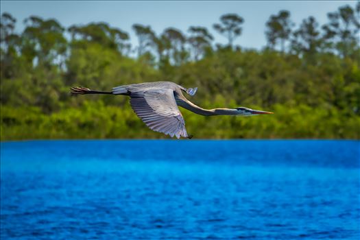great blue heron - Great blue heron in flight
