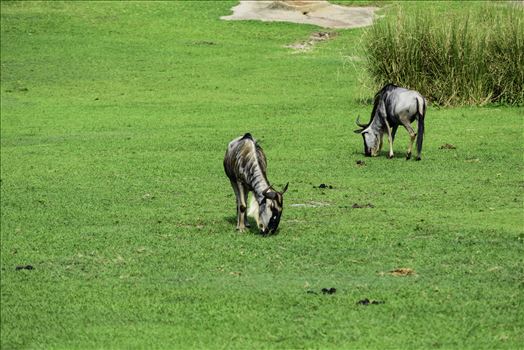 Wildebeest grazing in green field