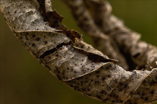 A close-up, selective focus on a brown leaf suspended, showcasing the beauty in the intricate details of life's inevitable cycle.