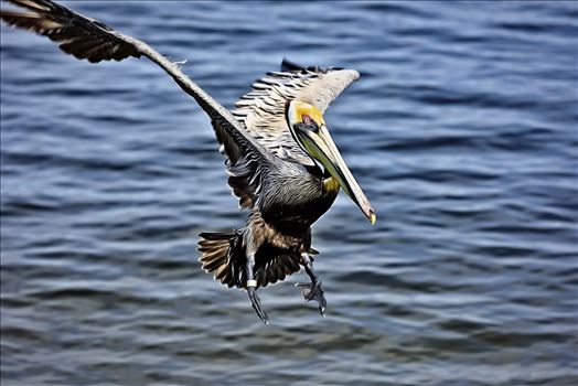 Preview of brown pelican landing st. andrews state park 8108265.jpg